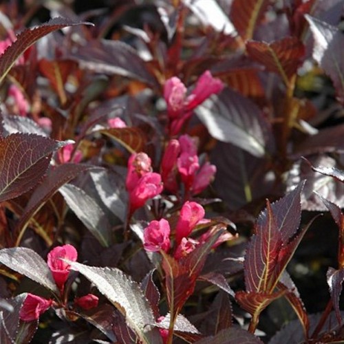 Weigela florida 'Naomi Campbell' - Kaunis veigela 'Naomi Campbell' C2/2L